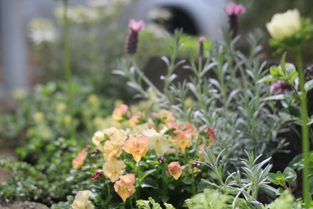 パステルカラーのフリルビオラ、フレンチラベンダーなどの寄せ植え。