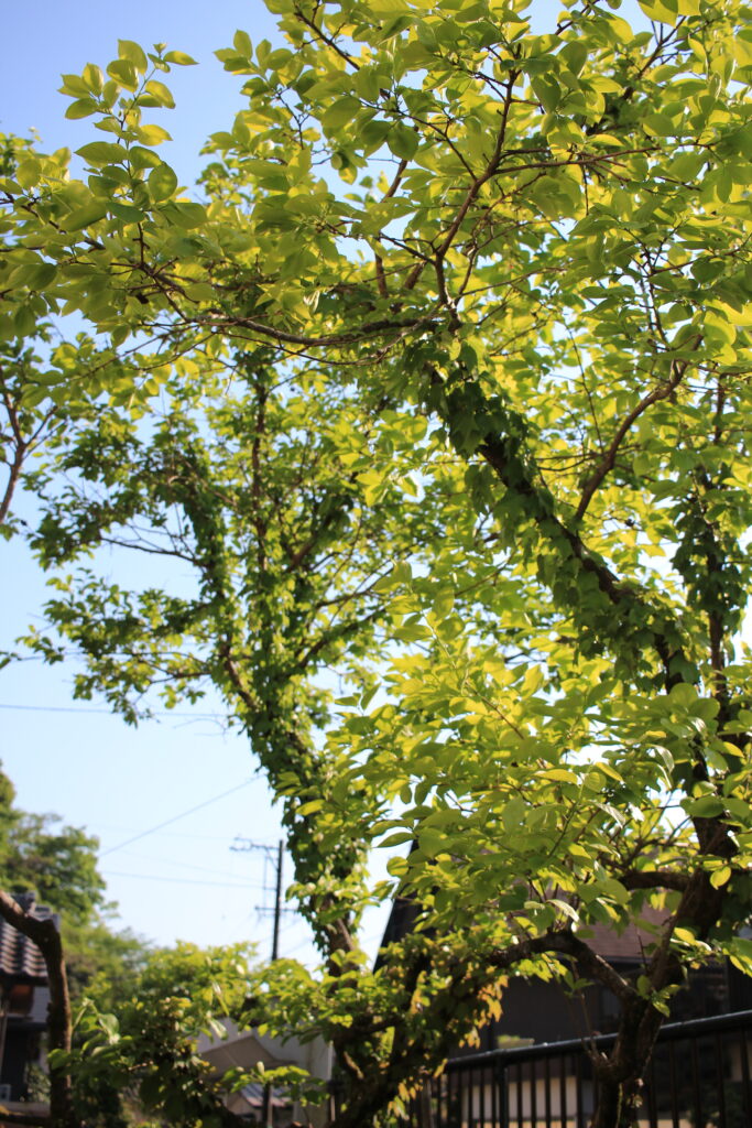 甘柿と渋柿の木。若葉とツタが生い茂っている。