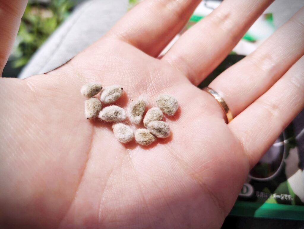 綿花の種。ふわふわの綿が表面に付着している。