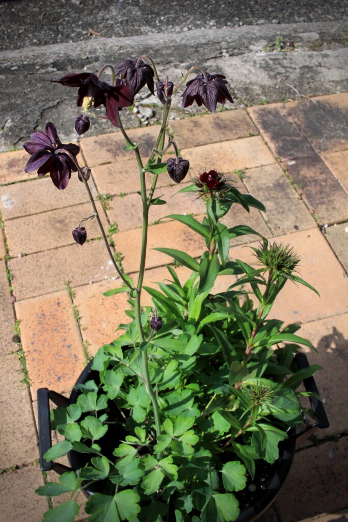 濃紫色の西洋オダマキと濃赤色のダイアンサスの寄せ植え