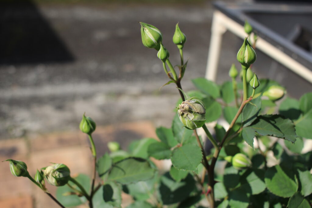 薔薇ターンブルーの蕾が大小たくさんついている。