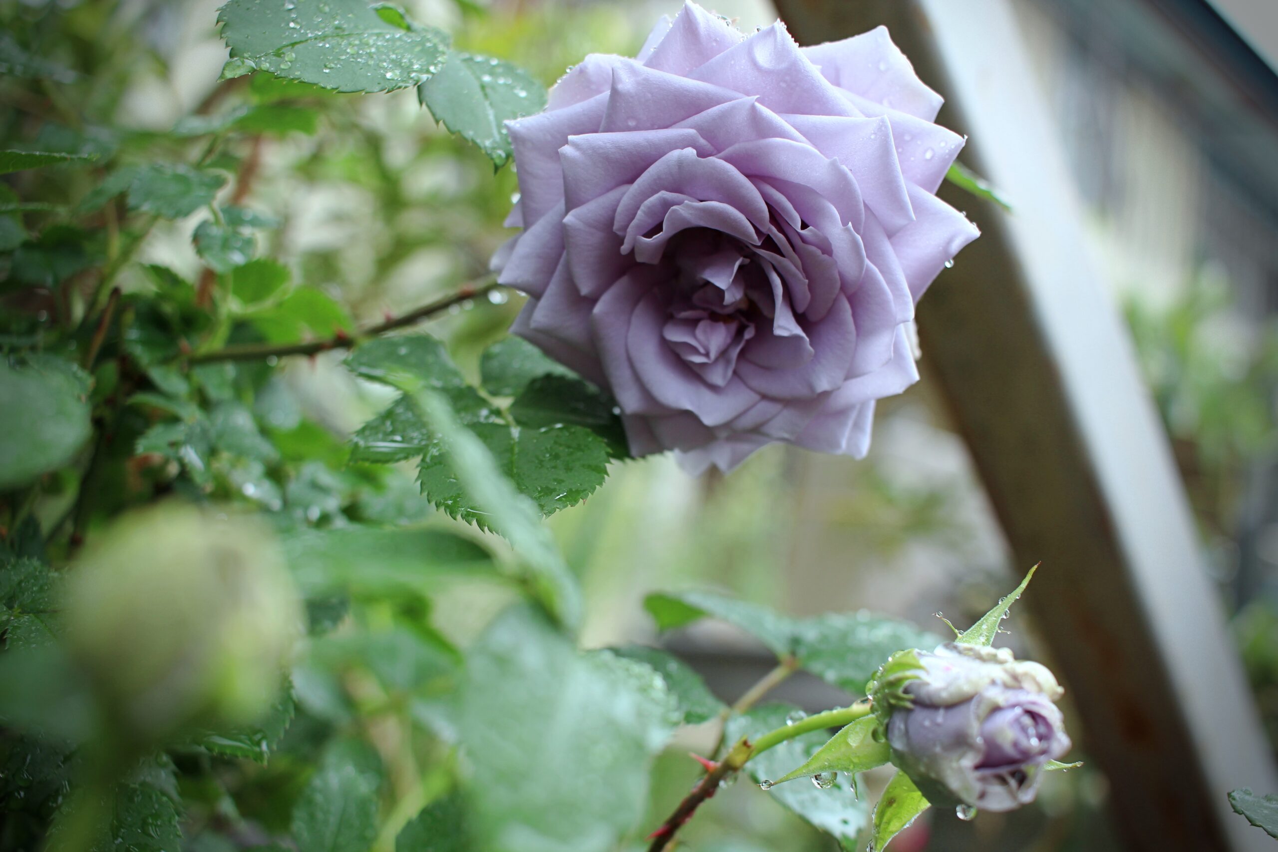 青薔薇ターンブルーの開花宣言！