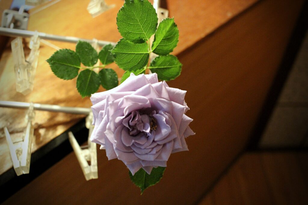 青薔薇ターンブルーをカットし、物干しピンチで逆さ吊りにしている。