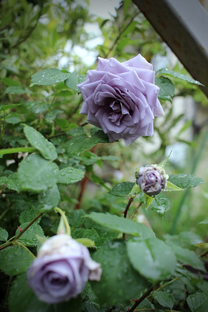 青薔薇ターンブルー。上から満開のもの、大きく膨らんだ蕾、開きかけたもの。