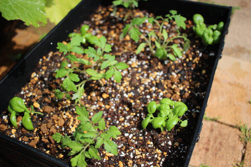 プランタへ4株ずつ植え替えたバジルとミニトマト。コンパニオンプランツである。