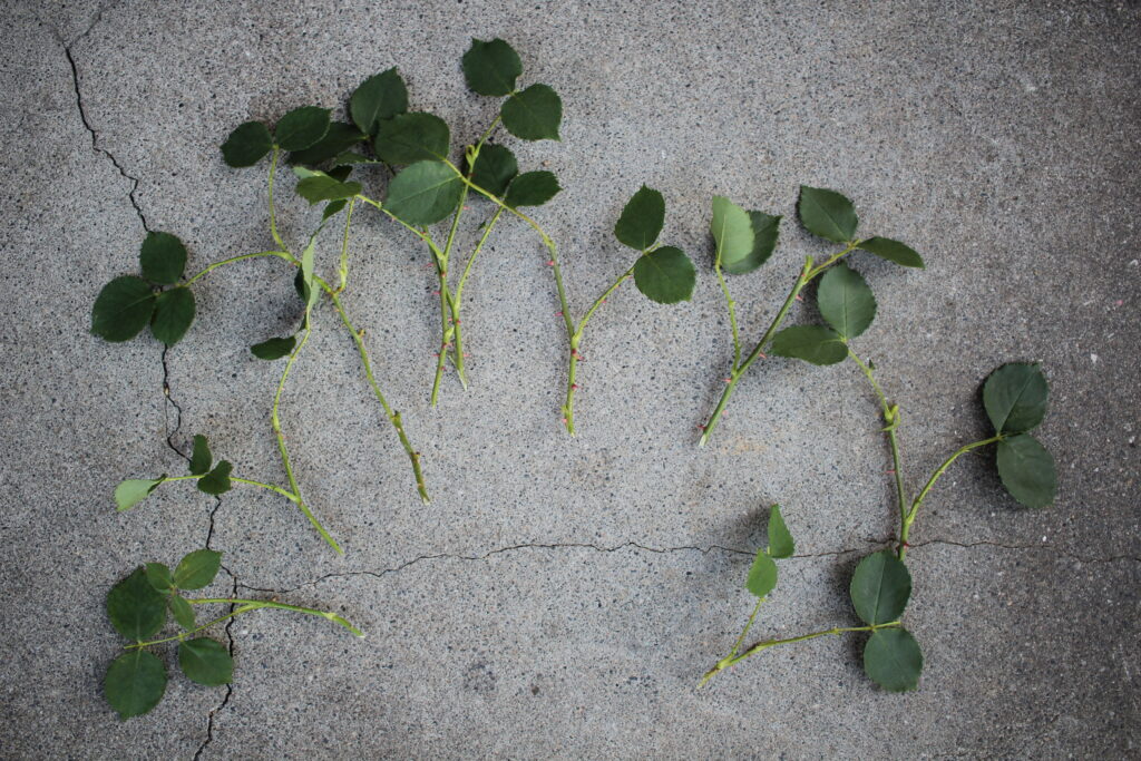 挿し木用にカットした薔薇の枝。水を吸いやすいように先端をカット、蒸散を減らすために葉をカットしている。
