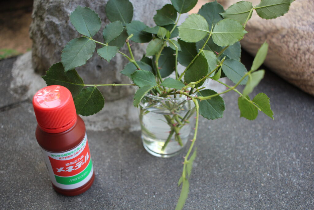 メネデールを薄めた液に薔薇の枝の先端を浸している。